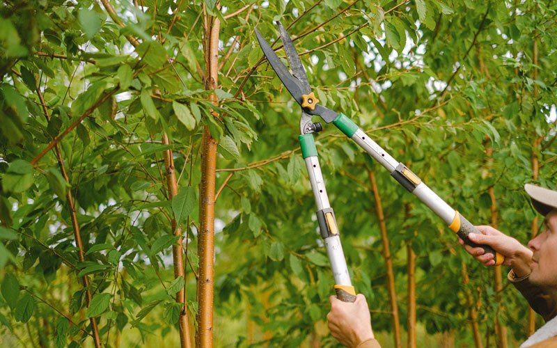 Tree trimming in Eitzen, MN